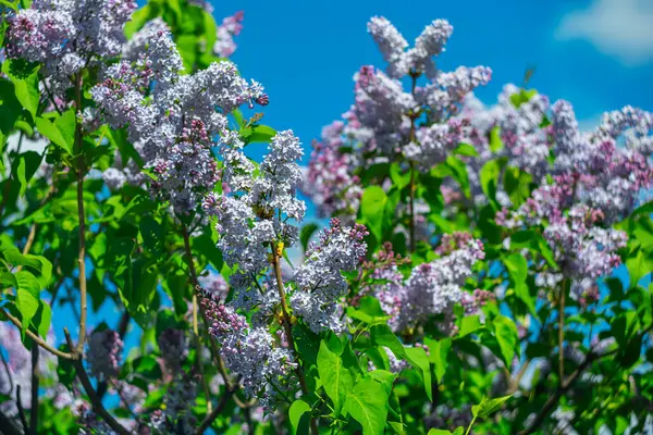 İlkbaharda mavi gökyüzünde leylak açar..