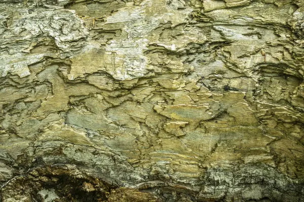 Eski ağaç kabuğunun soyut arkaplan olarak yakın plan görüntüsü.