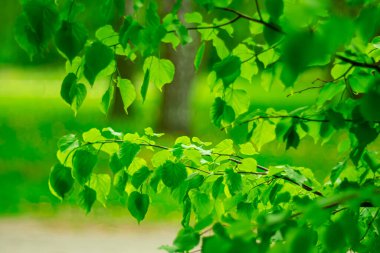  Şehir parkında parlak yeşil yapraklar.