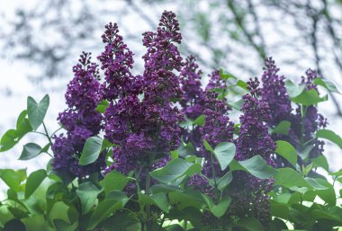 Gökyüzüne karşı parlak mor leylak.