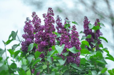 Gökyüzüne karşı parlak mor leylak.