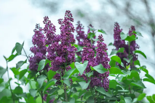 Gökyüzüne karşı parlak mor leylak.