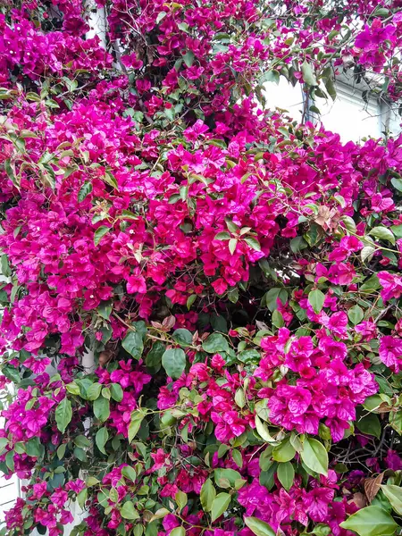 Portekiz şehirlerindeki binaların üzerindeki güzel pembe begonviller..