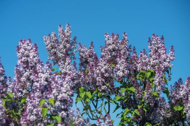 Mavi gökyüzüne karşı güneş ışığında parlak mor leylaklar.