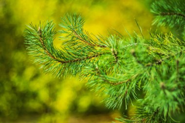  Sonbahar arka planında Evergreen çam dalı.