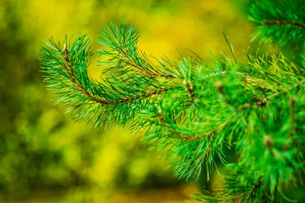  Sonbahar arka planında Evergreen çam dalı.