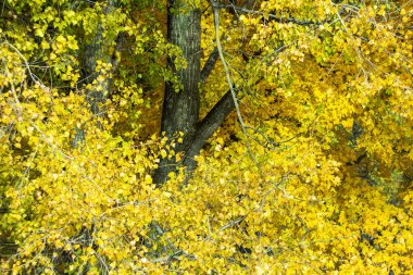 Eski bir kavak ağacının sarı yaprakları. Sonbahar yapraklarının rengi. Sonbahar arkaplanı.