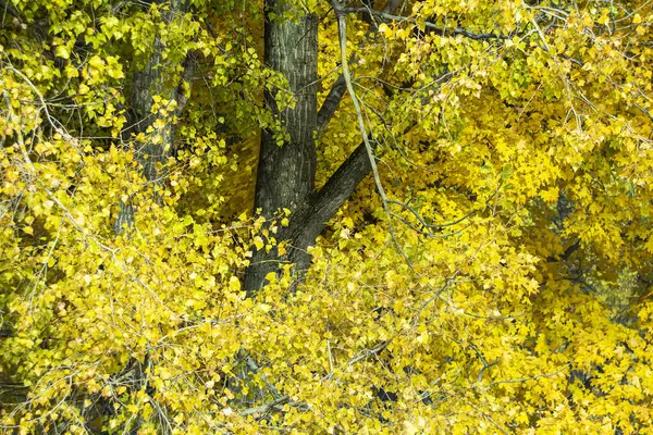 Eski bir kavak ağacının sarı yaprakları. Sonbahar yapraklarının rengi. Sonbahar arkaplanı.