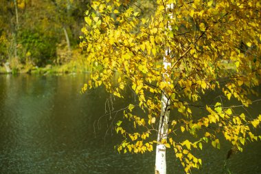 Sonbaharın başlarında genç bir huş ağacının gövdesine bir nehrin arka planına yakın çekim..