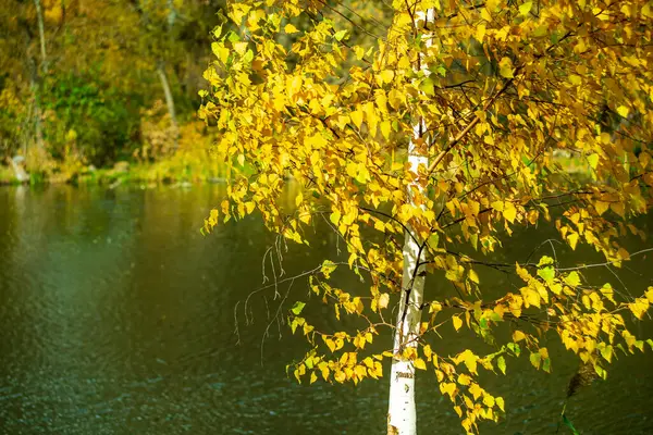 Sonbaharın başlarında genç bir huş ağacının gövdesine bir nehrin arka planına yakın çekim..