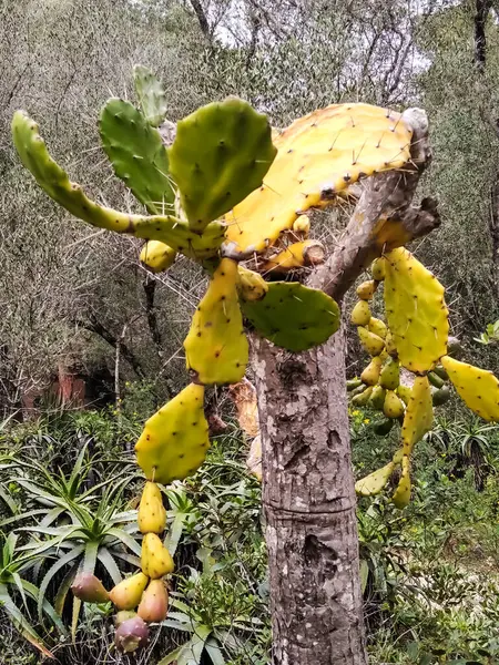 Cascais Park 'taki eski büyük kaktüs (Portekiz)).
