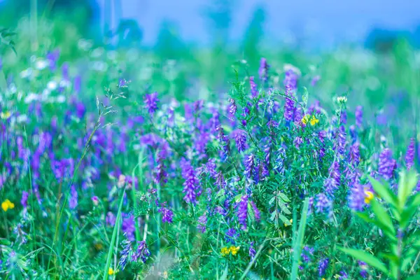 Parlak yabani çiçekleri olan yaz doğası.