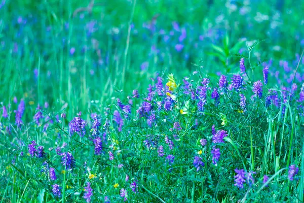 Parlak yabani çiçekleri olan yaz doğası.