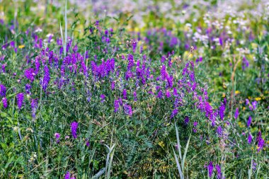 Parlak yabani çiçekleri olan yaz doğası.