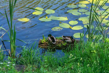 Sabahın köründe nehirde uyuyan vahşi ördekler..