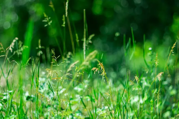 Vahşi çiçekler ve bitkilerle dolu yaz doğası. Arkaplanda Bokeh etkisi.