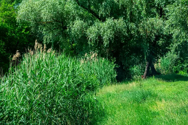 Parlak yeşil nehir bitkisiyle yaz manzarası.