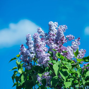  Mavi gökyüzünde parlak bahar leylakları.