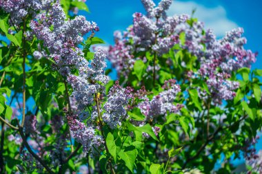  Mavi gökyüzünde parlak bahar leylakları.