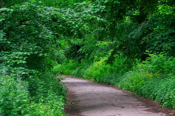 Bir yaz günü şehir parkında gölgeli bir patika.