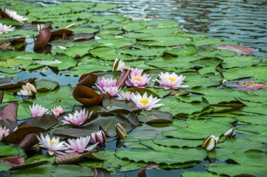Nilüfer çiçeği açmış. Küçük bir gölet için güzel bir bitki..