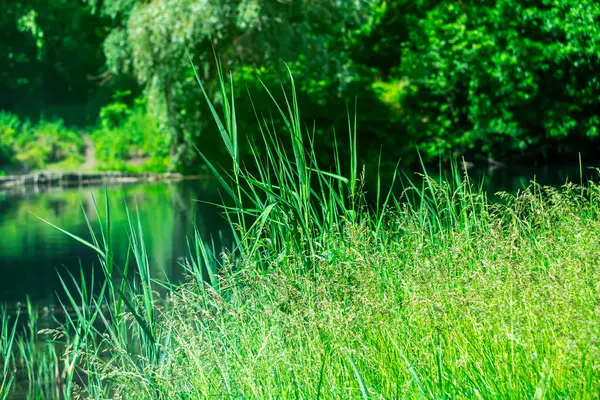 Güneşli bir yaz gününde, küçük bir nehrin kıyısında.