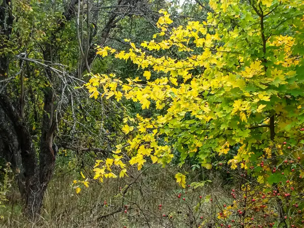   Sonbahar arka planında eski kuru ağaç.                              