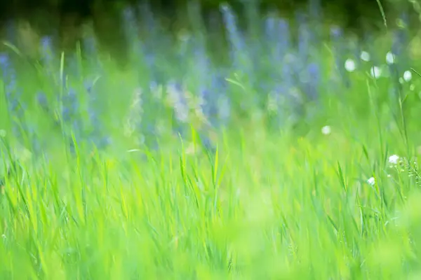 Bulanık arka planda yabani çiçeklerle dolu doğal yaz arkaplanı ve güzel bir bokeh etkisi..