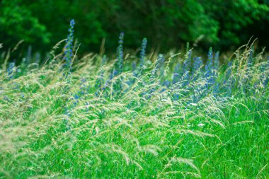 Bulanık arka planda yabani çiçeklerle dolu doğal yaz arkaplanı ve güzel bir bokeh etkisi..