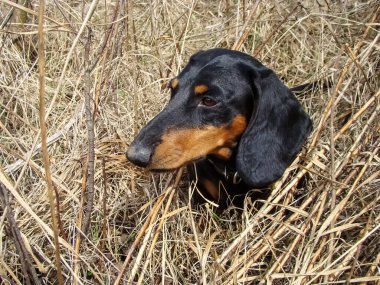  Kuru sonbahar çayırlarının arasında Dachshund.                              