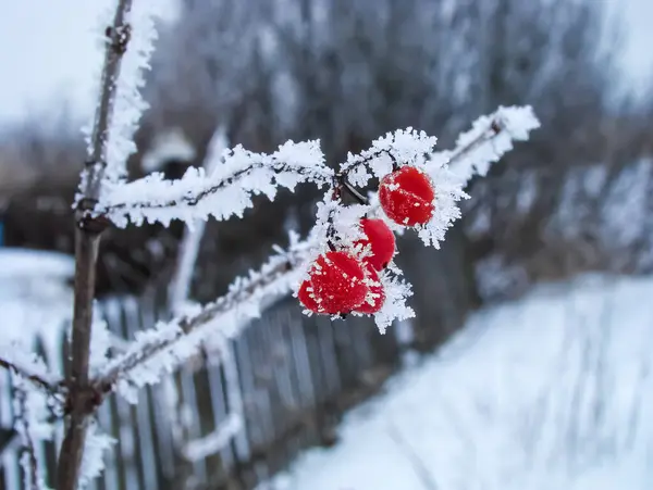   Soğuk bir kış gününde donmuş kırmızı viburnum üzümleri.                             