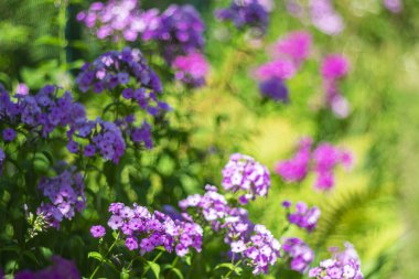  Yazın arka planı parlak bahçe çiçekleriyle bulanık bir zemin üzerinde.