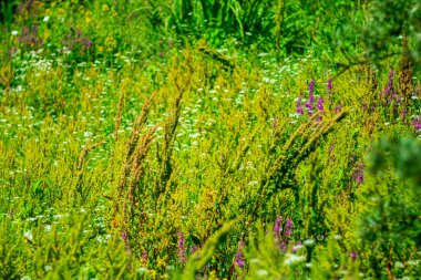 Vahşi bitkilerle dolu parlak yaz arkaplanı.