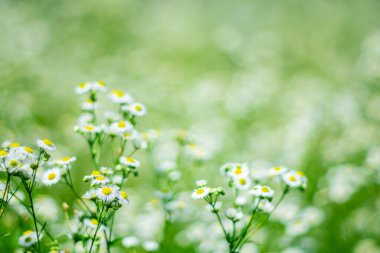 Beyaz papatyalarla yaz arkaplanı.