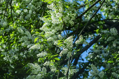 Çiçekli kuş kirazı mavi gökyüzüne karşı.