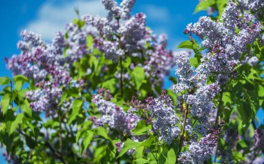 Mavi gökyüzüne karşı parlak bahar leylakları.
