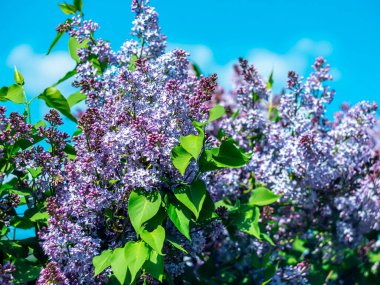 Mavi gökyüzüne karşı parlak bahar leylakları.