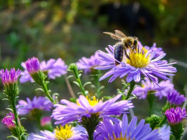     Mavi sonbahar çiçekleri astar - Masaüstü duvar kağıdı.                           