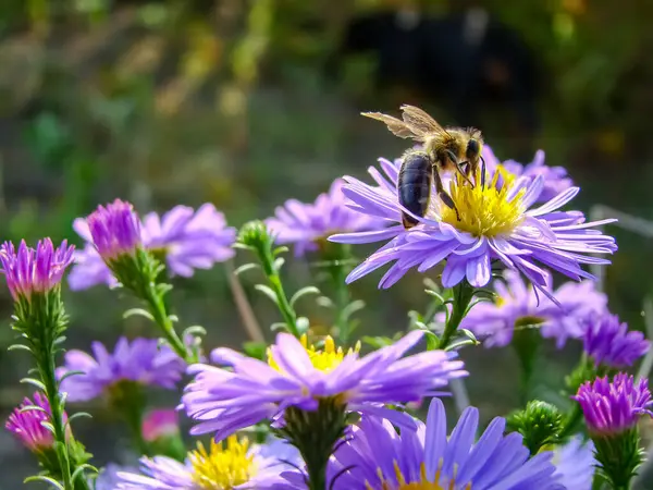     Mavi sonbahar çiçekleri astar - Masaüstü duvar kağıdı.                           