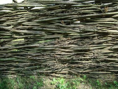 Kırsalda söğüt eskrimi.                               