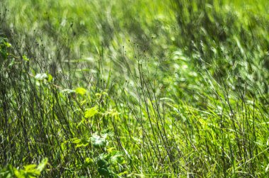 Yeşil çimenler ve geçen yılın kuru otları yaz için bir arka plan oluşturur..