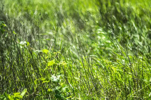Yeşil çimenler ve geçen yılın kuru otları yaz için bir arka plan oluşturur..