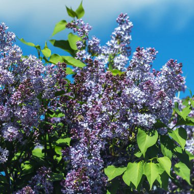 Mavi gökyüzüne karşı ilkbaharda açan leylağın yakın çekimi.