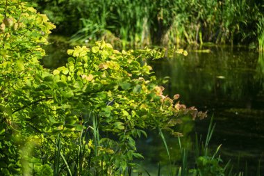 İlk sarı sonbahar yaprakları gölün arka planında.