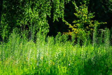Sabah erken saatlerde yeşil bitki örtüsüyle yaz arkaplanı.