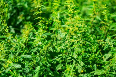 Bir yaz gününde Nettle yakın plan.