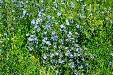 Resimli bulanık bir arka planda parlak hindiba çiçekleri olan yaz arkaplanı.