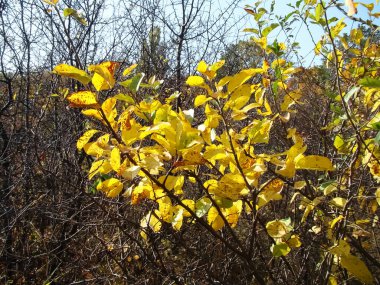    Sonbahar sarısı yapraklar kuru çalıların arka planına yakın çekim yapar.                            