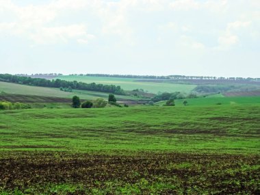 Ukrayna 'nın resimli tarlaları, tahıl mahsulleriyle ekilmiş..                               