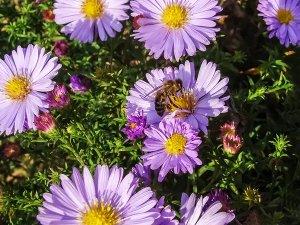    Sonbahar yıldızları ve bal arılarının yakın çekimi..                            